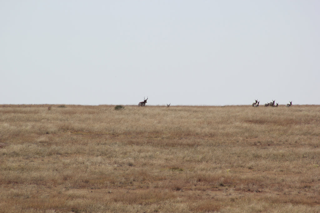 Pronghorn buck and doe with Heads Up Decoy