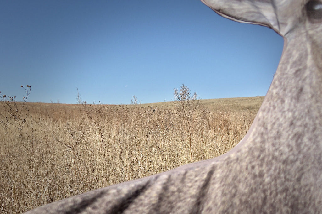 giant whitetail buck shot with bow from the ground