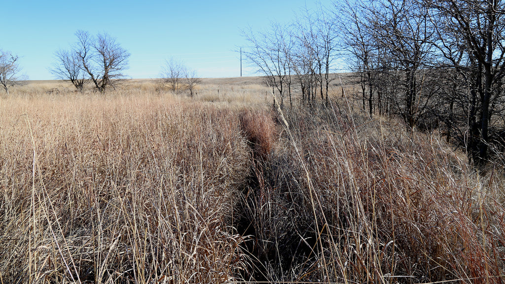 whitetail travel routes during the rut