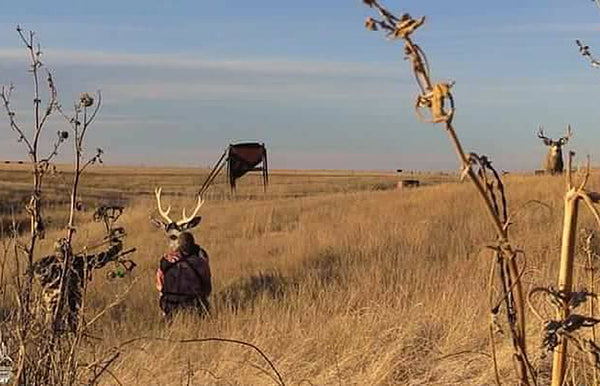 Decoying mule deer into bow range