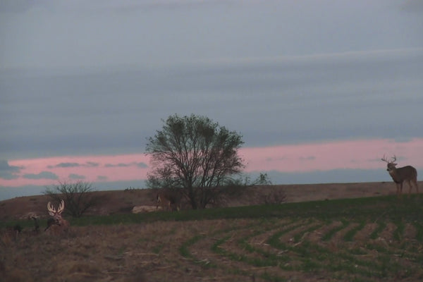 whitetail buck charging heads up decoy