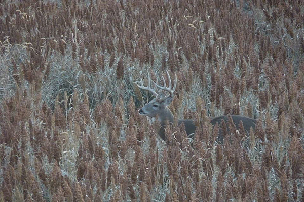 hunting big whitetails in standing milo