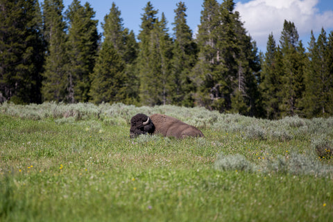 Bison in Wilderness