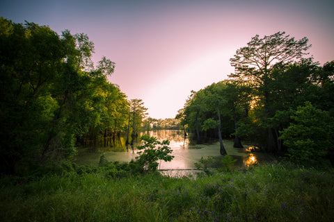 Swamp in Louisiana