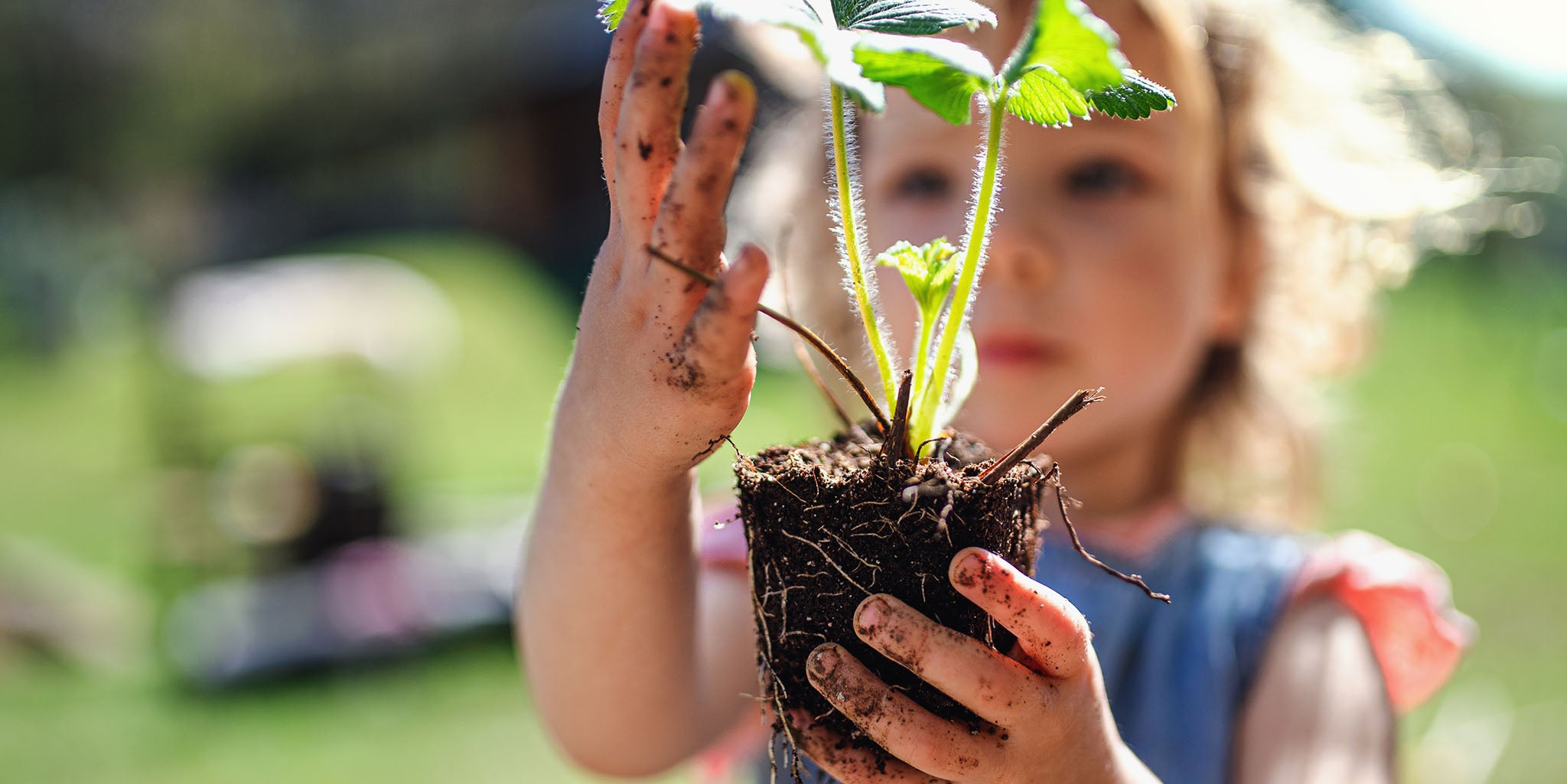 Child holding a plant with dirt on her hands.