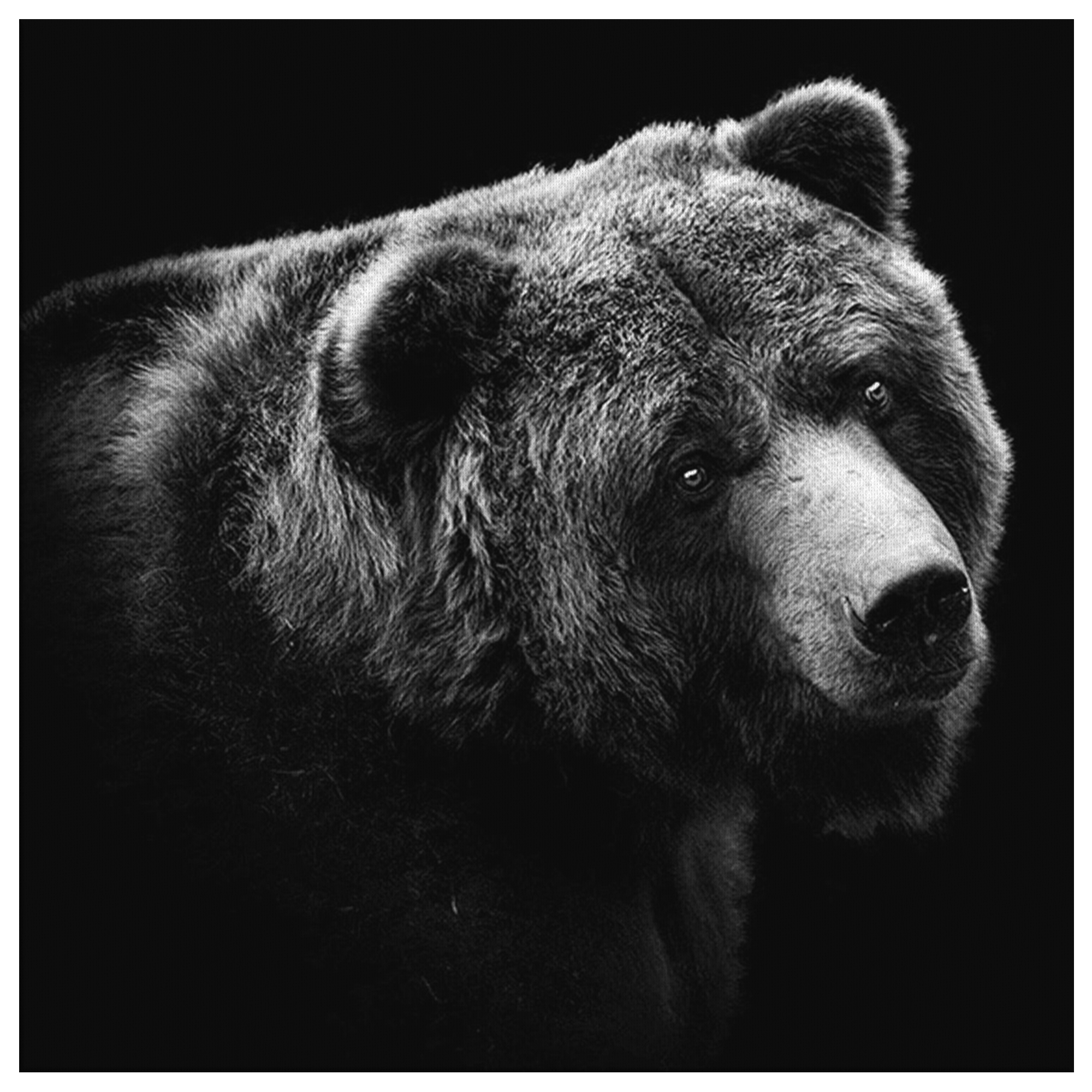 Медведь на черном фоне. Медведь на темном фоне. Бурый медведь. Медведь фото чб.