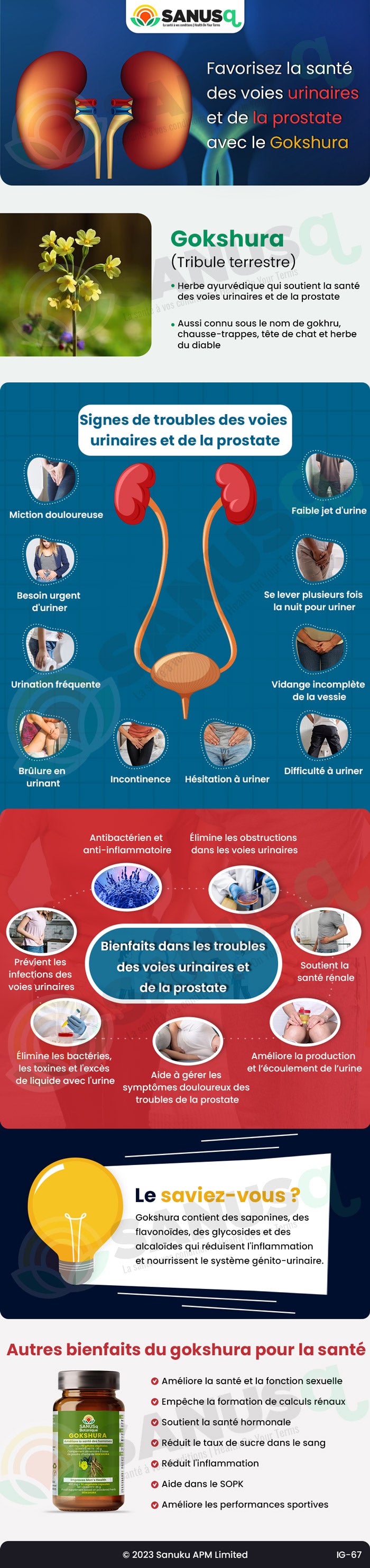 Améliorez la Santé Urinaire avec Gokshura