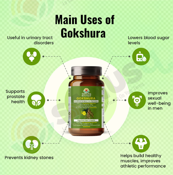 Main benefits of Gokshura