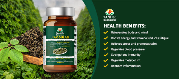 Jiaogulan herb (vegetable) capsules