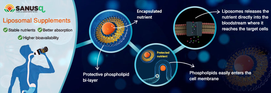 What are liposomes