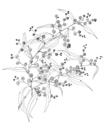 Amanda Blake Botanical Art 3