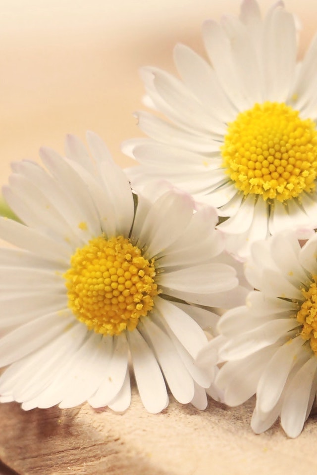 scents-of-sleep-chamomile