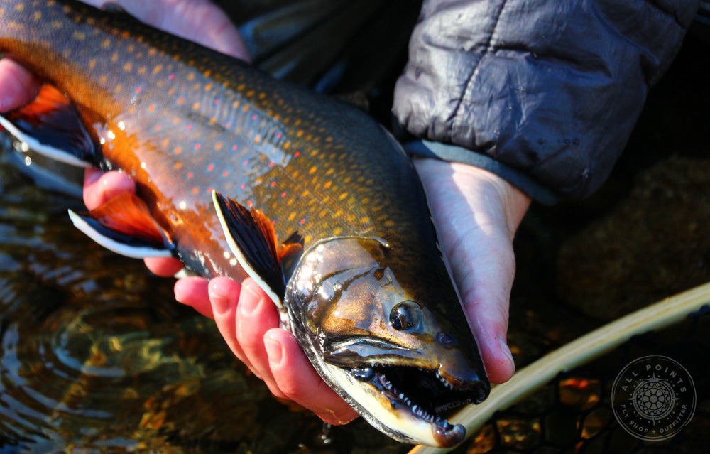 The Best Fly Fishing Lodges In Maine All Points Fly Shop Outfitter