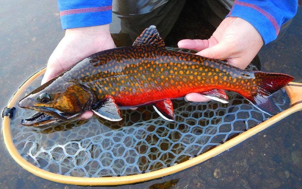 facts about the brook trout live