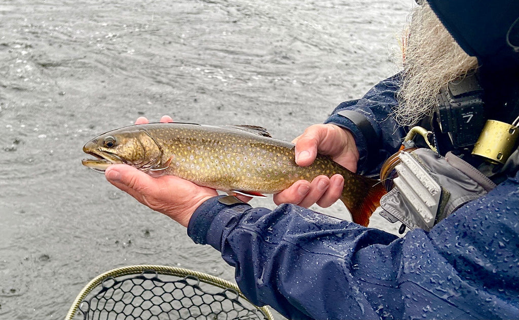 Maine Fishing Report Brook Trout