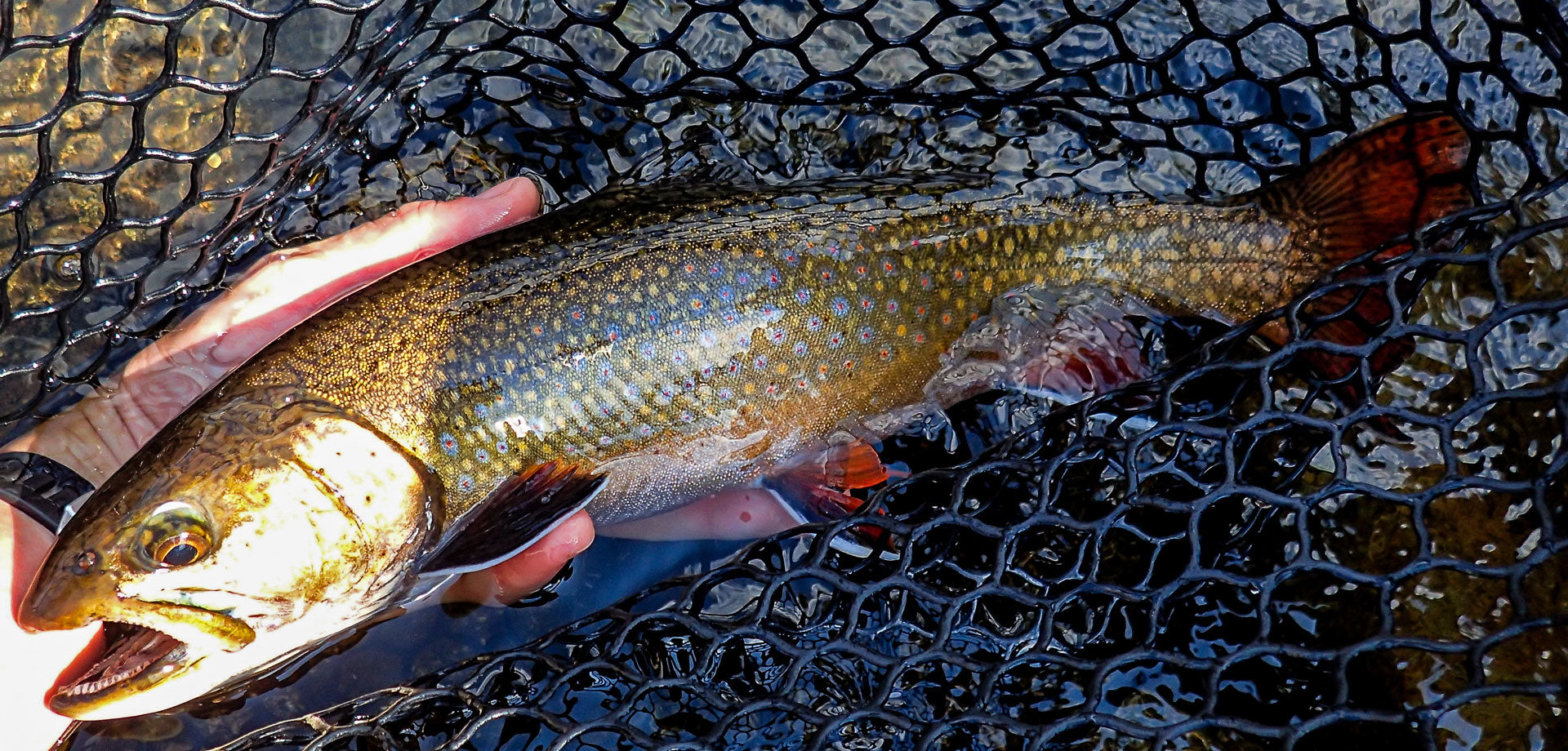 Maine Brook Trout - Maine Fishing Report