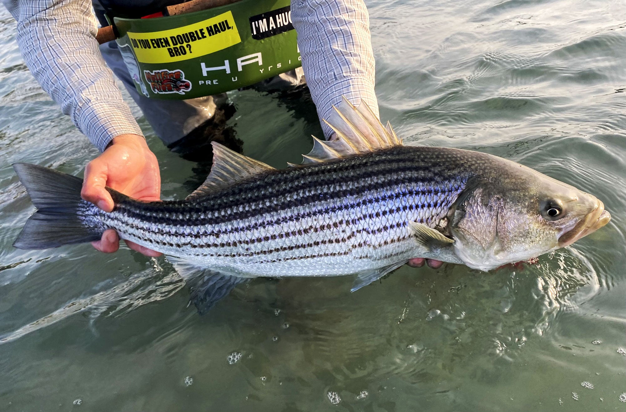 Maine Fishing Report Striped Bass