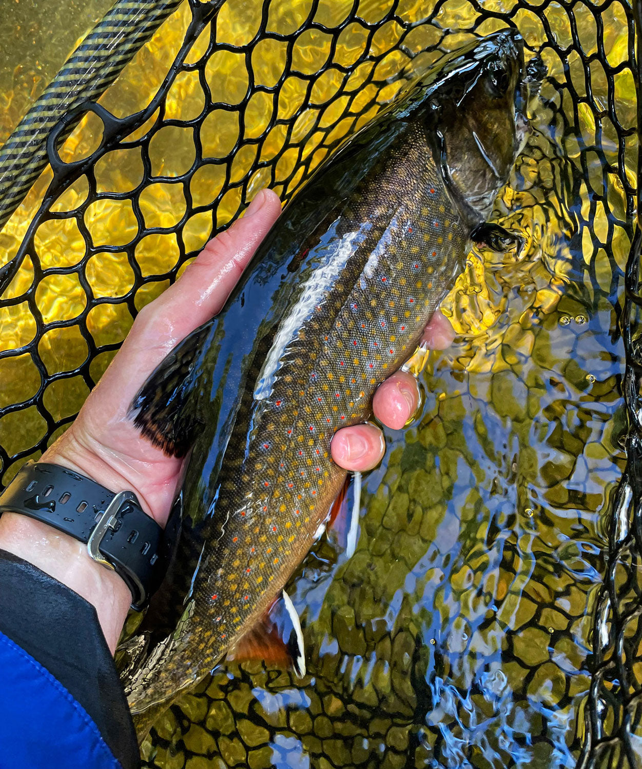 Maine Fishing Report - September 2022 - Brook Trout