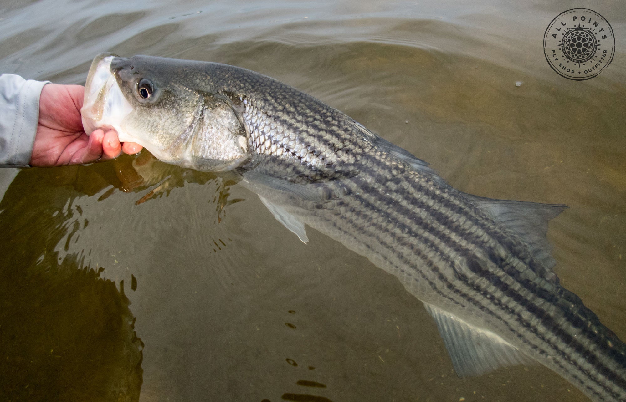 Do You Use A Floating Line For Striped Bass?– All Points Fly Shop +  Outfitter