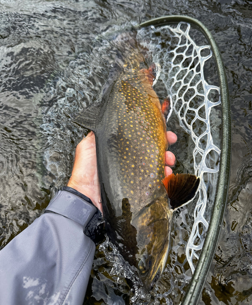 New 3wt delivers on first outing (small stream fishing) : r/flyfishing