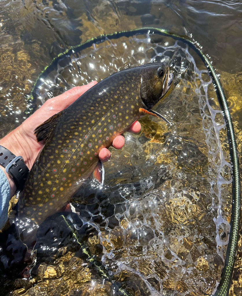 Maine Fishing Report Brook Trout