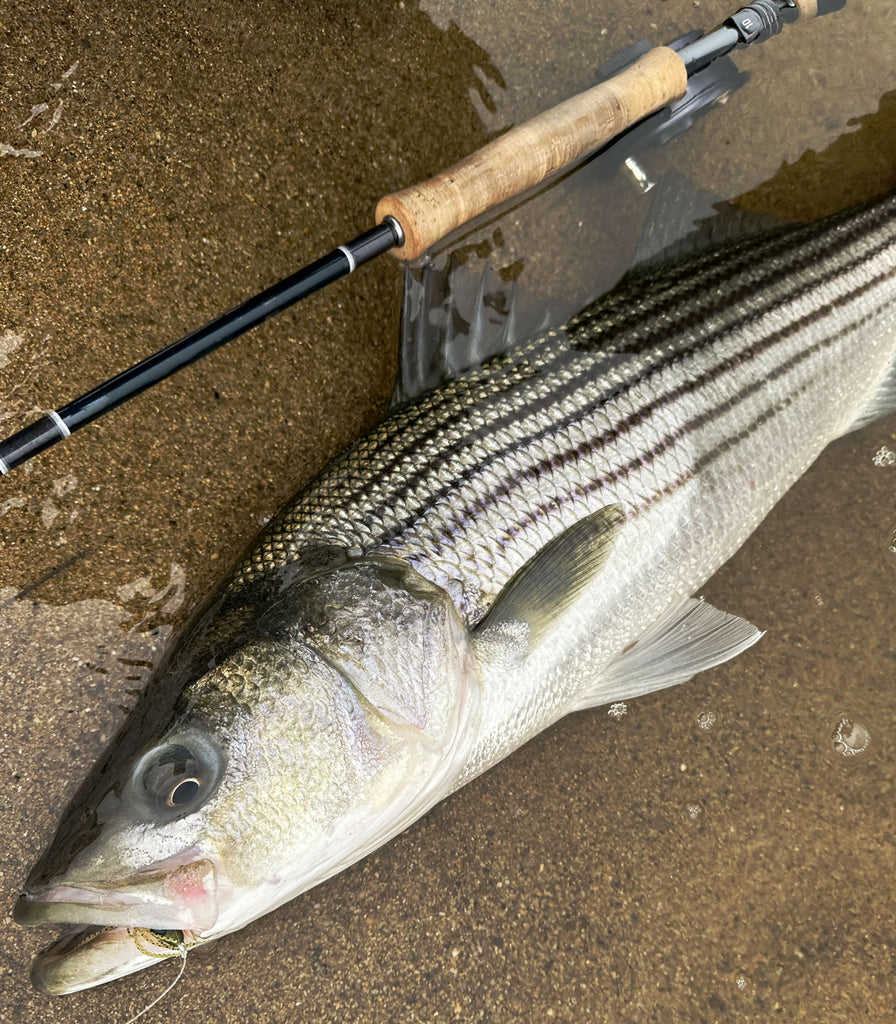 Going Fishing - Striped Bass - Fishing Line Inventory