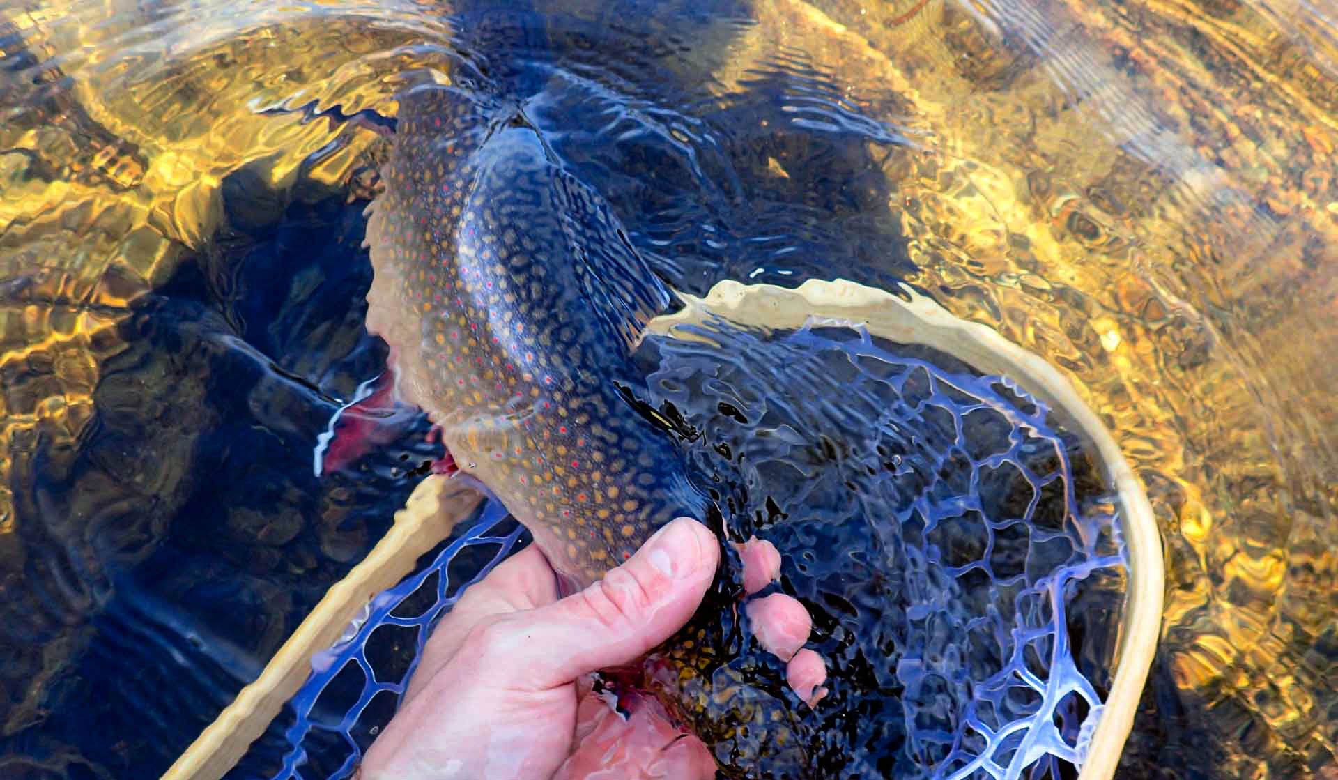 Maine Native Brook Trout