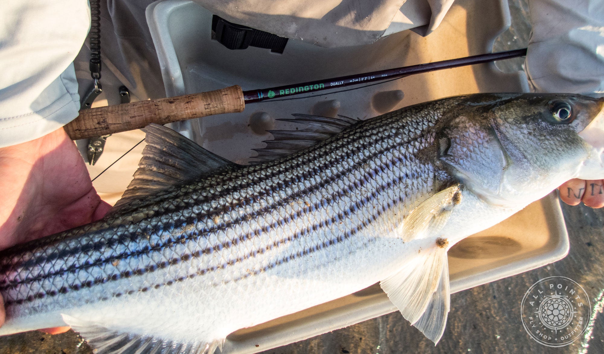 Redington Dually Switch Rod Review:  Using Two Handed Fly Rods For Striped Bass
