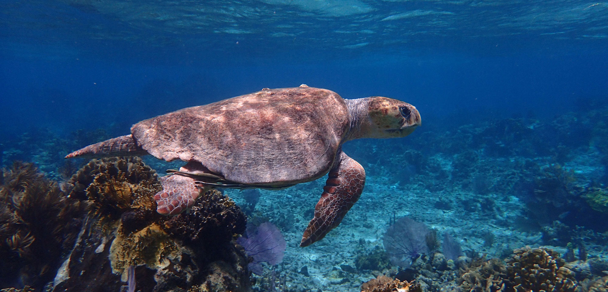 Scuba Diving Snorkeling - Belize