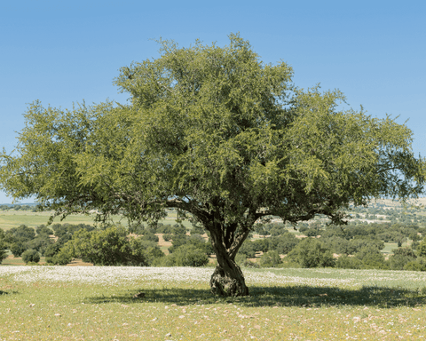 Ein Arganbaum in der Wüste von Marokko.