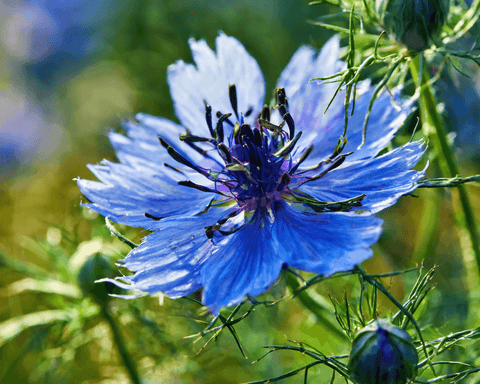 Eine blaue Blüte einer Schwarzkümmelpflanze.