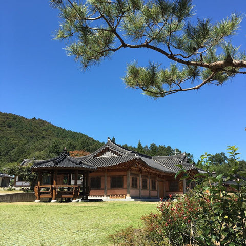 Ferme à thé à Boseong, Corée du Sud