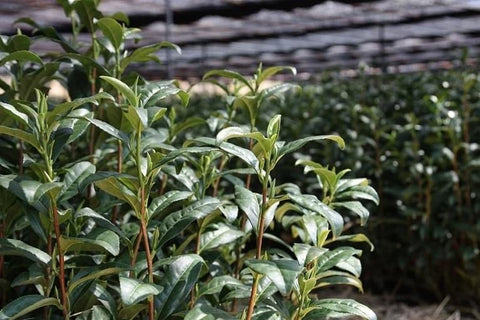 Plantation de thé au Japon