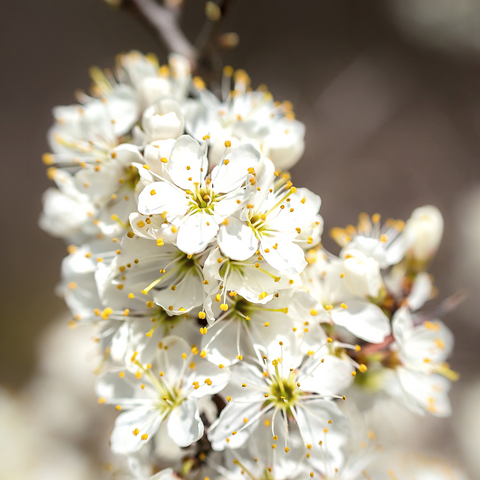 Hawthorn plant