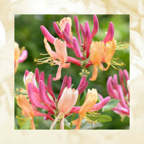 honeysuckle