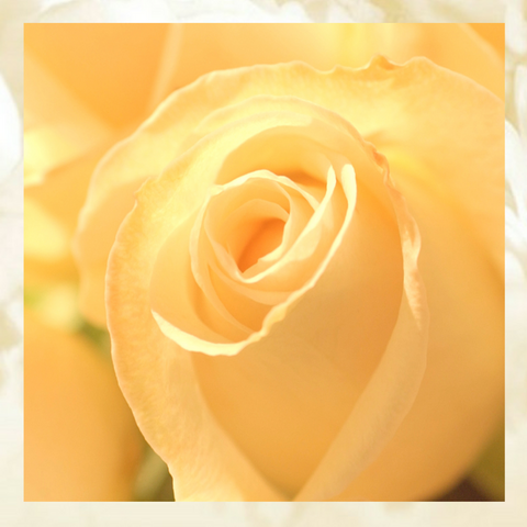 yellow rose