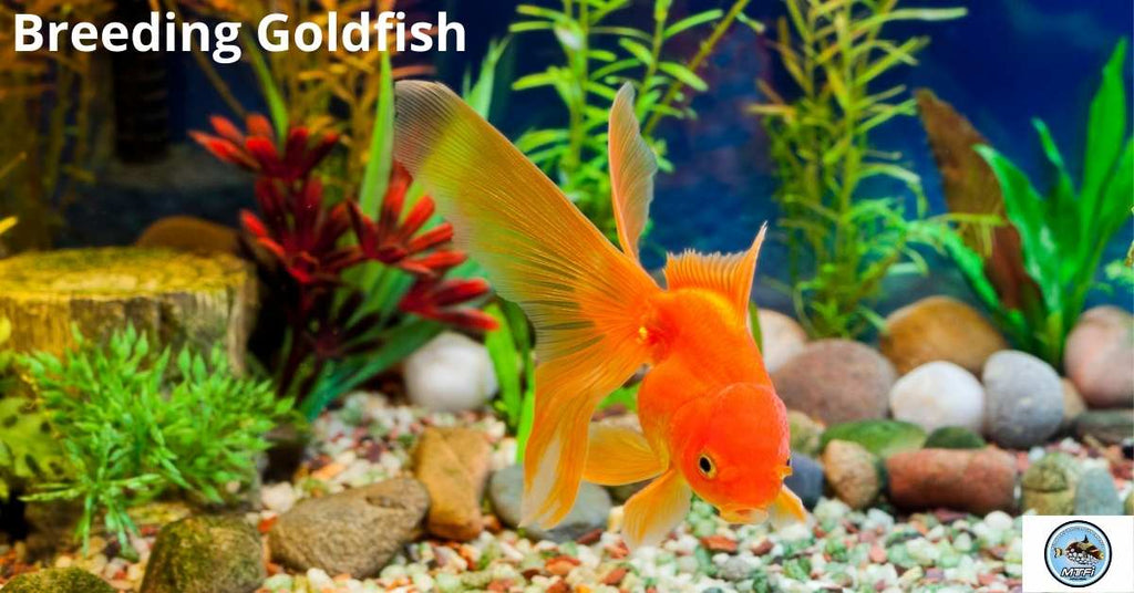 Breeding Goldfish