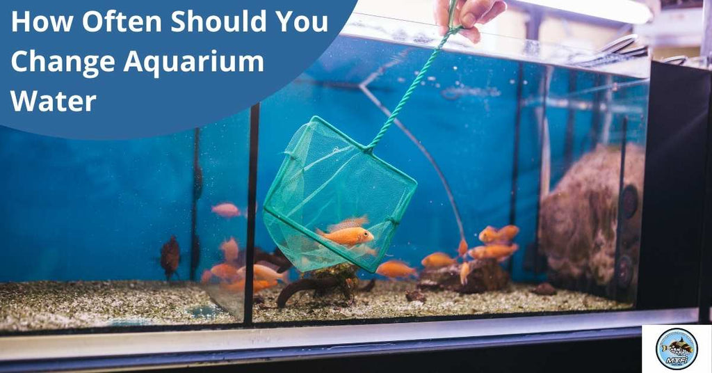 How Often Should You Change Aquarium Water