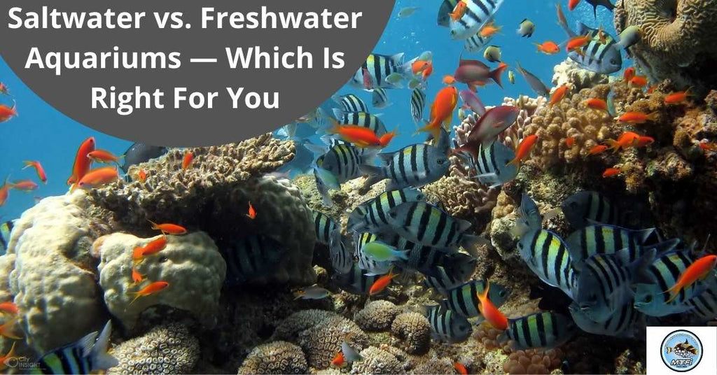 Saltwater vs. Freshwater Aquariums — Which Is Right For You
