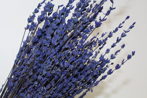 Everything You Need to Know About Lavender