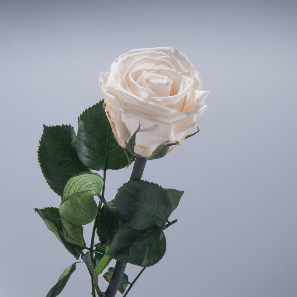 Antique Cream Premium Magic Rose – Magic Flower Company