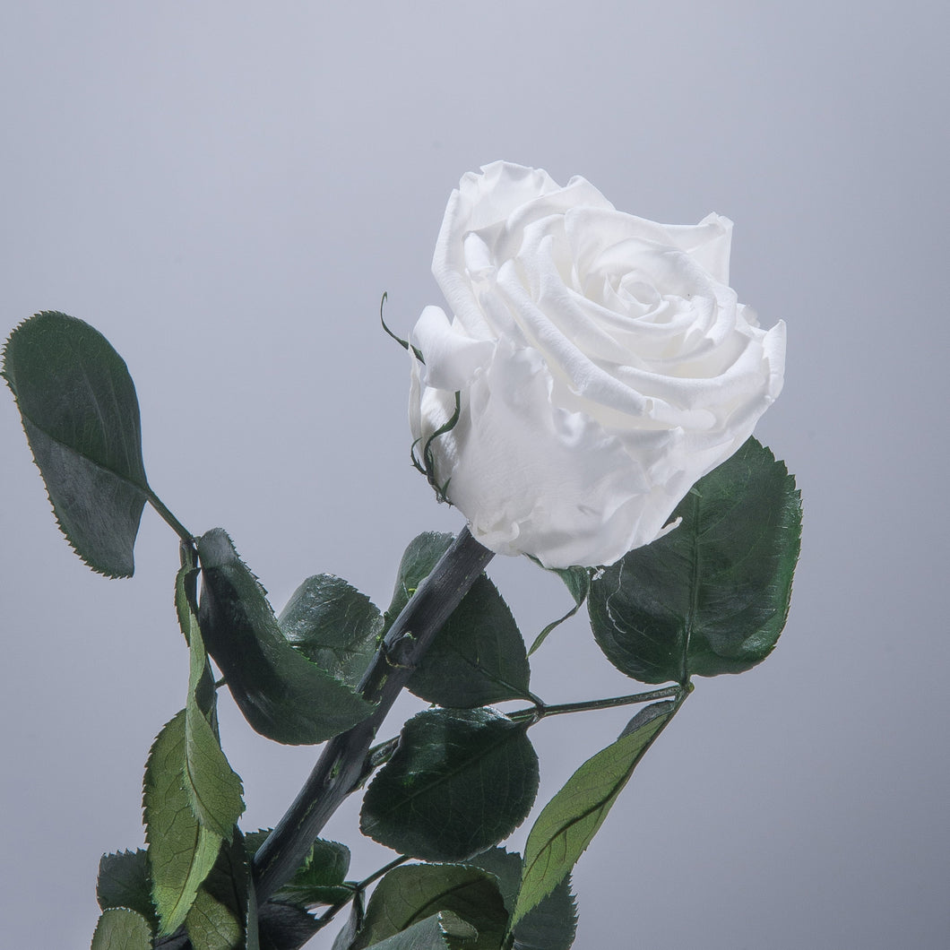 White Premium Magic Rose – Magic Flower Company