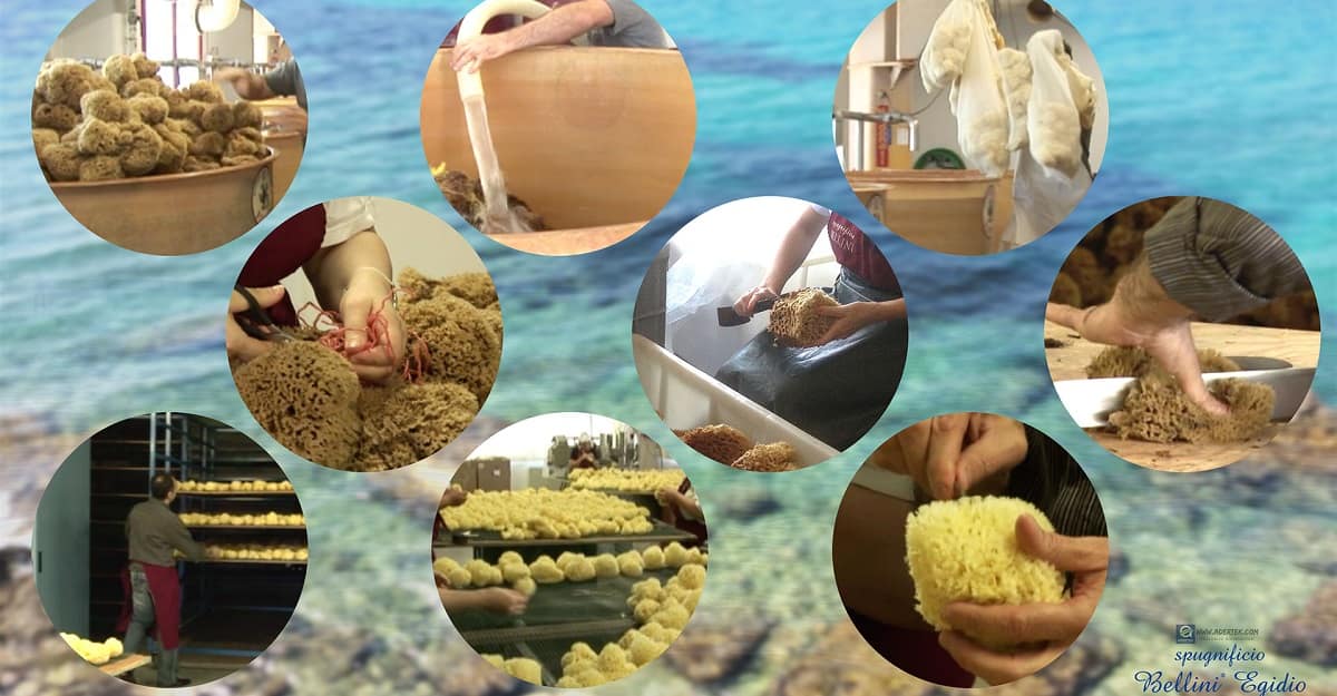 Processing of Bellini Sea Sponges