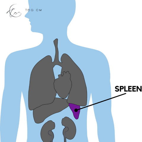 Improve Spleen Function & Strengthen Immunity