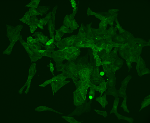 GFP Cells Primovert