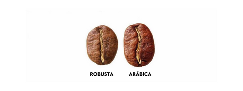 Diferenças entre Café Conilon e Café Arábica 