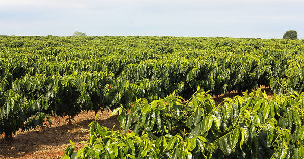 Plantação de um dos tipos de grãos de café se estendendo ao horizonte.