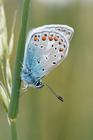 Common blue