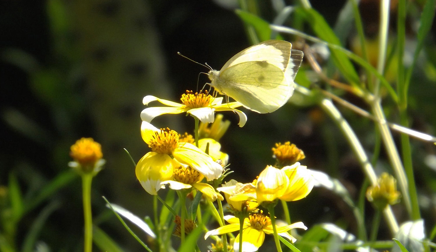 Large white