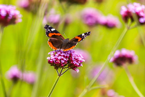 Red admiral